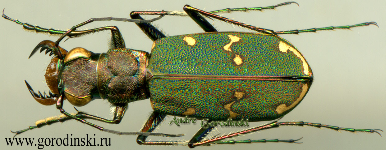 http://www.gorodinski.ru/cicindela/Cicindela gemmata potanini.jpg